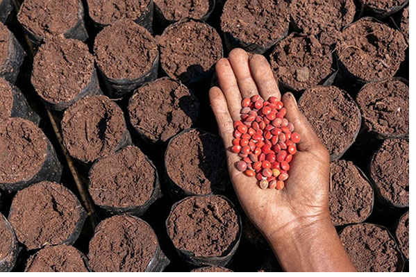 A hand holding red seeds ready for planting in the soil