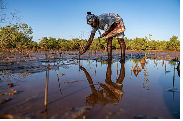 A person planting tree saplings at the Eden reforestation project in Madagascar