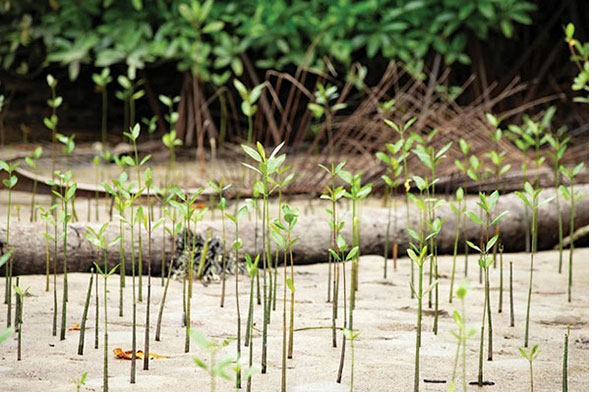 Tree saplings growing in a mangrove at the Eden reforestation project in Madagascar