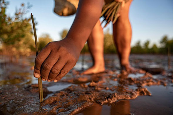A hand planting a tree sapling in a mangrove at the Eden reforestation project in Madagascar